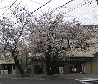 20100410simoigusa_sakura