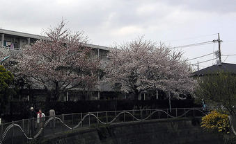 20100410tominjuwtaku_sakura