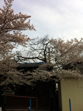 20110410sagishow_sakura02