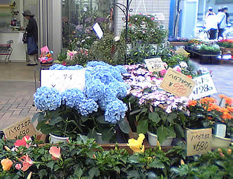 20070526ekimae_flower