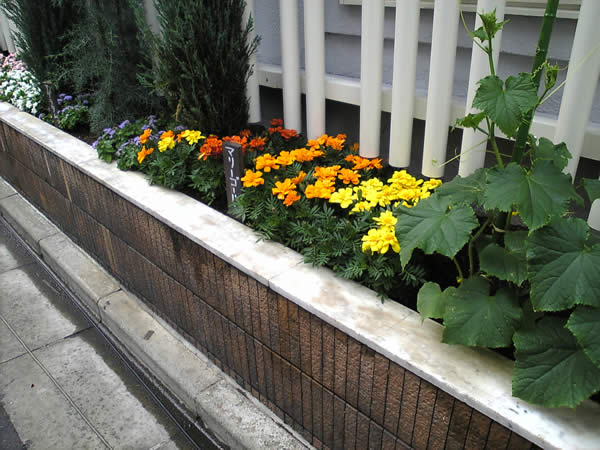 さぎのみや散歩日記 : 花壇かだんカダン♪鷺宮