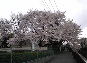 20080330sirasagi_sakura