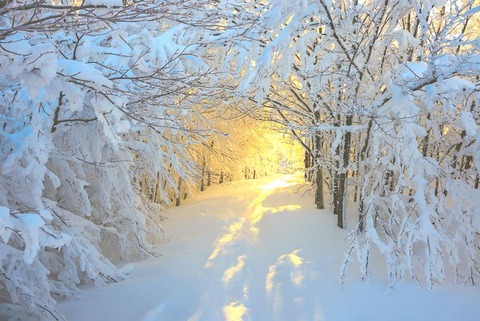 Snow landscape