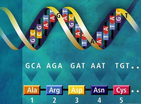 gene-code