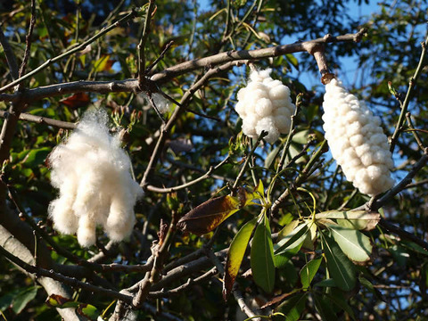 cotton-tree