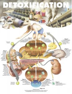 detoxification-process-human-body-232x300