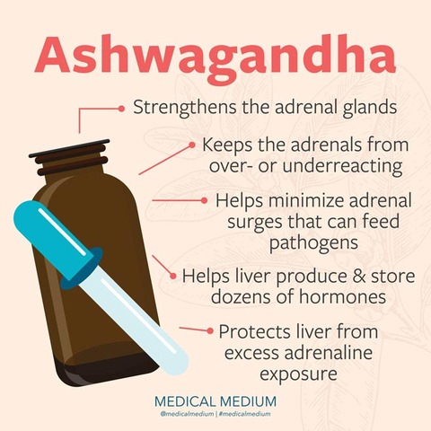 ashwagandha-strengthens-adrenal-glands