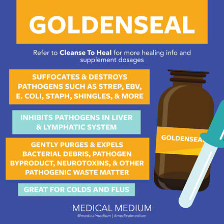goldenseal-destroys-pathogens