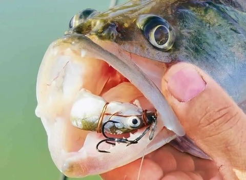 catch-on-live-bait