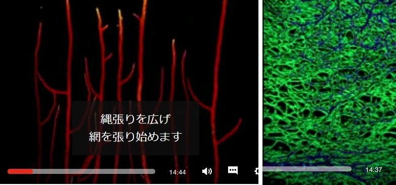 キノコが土を再生する 石油も分解 Ted 08 前編 Ourplanetearth キノコが土を再生する 石油も分解 Ted 08 前編 Ourplanetearth