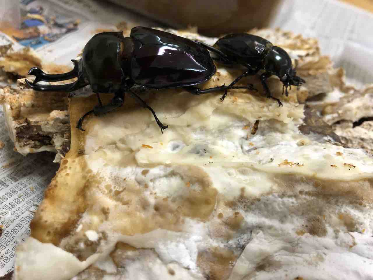 ニジイロクワガタ光王紫血統 壱 : sagyouin2のblog
