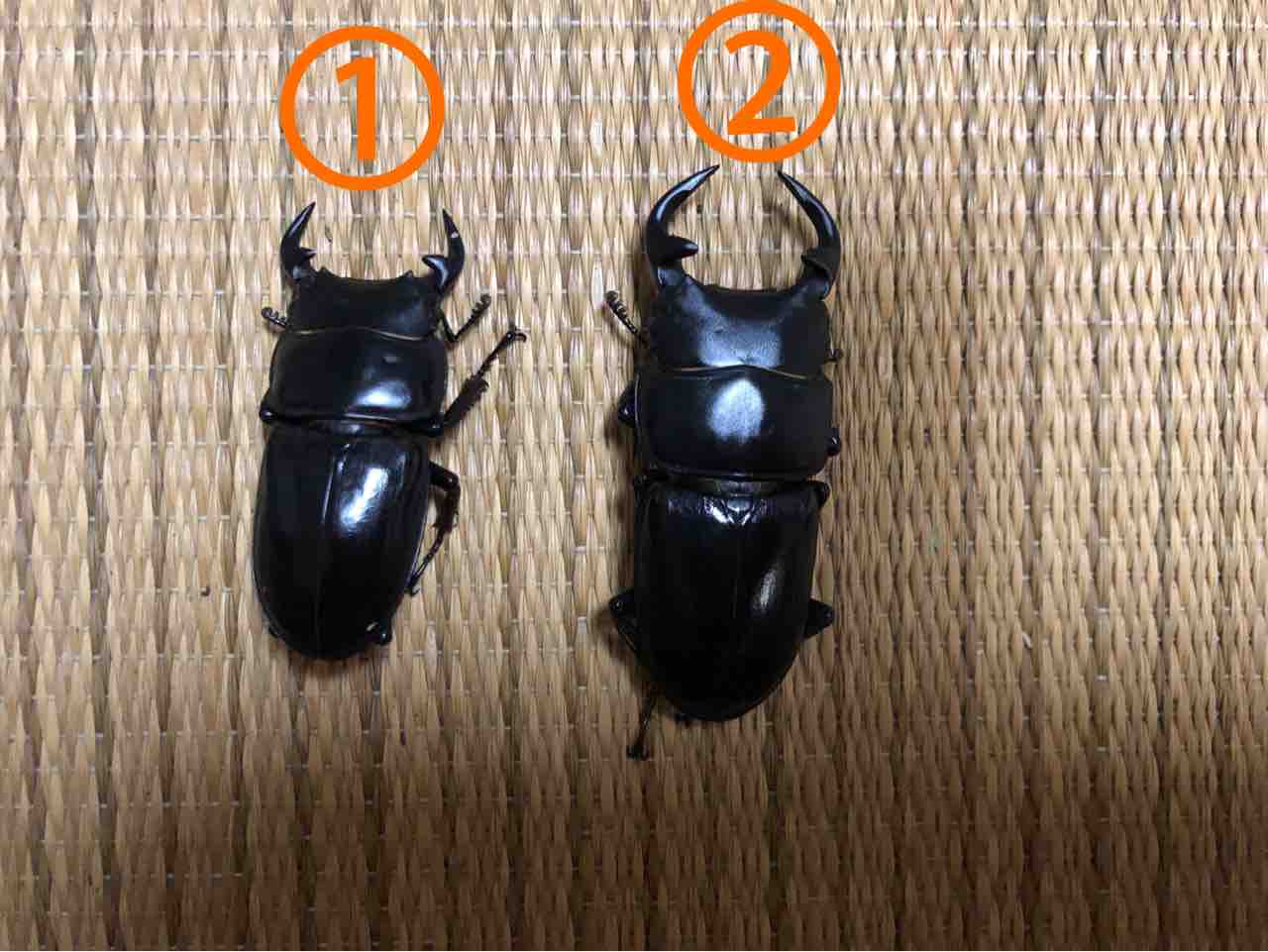 グランティスオオクワガタ 2003 AUTUMN ARS10 PSA10相当