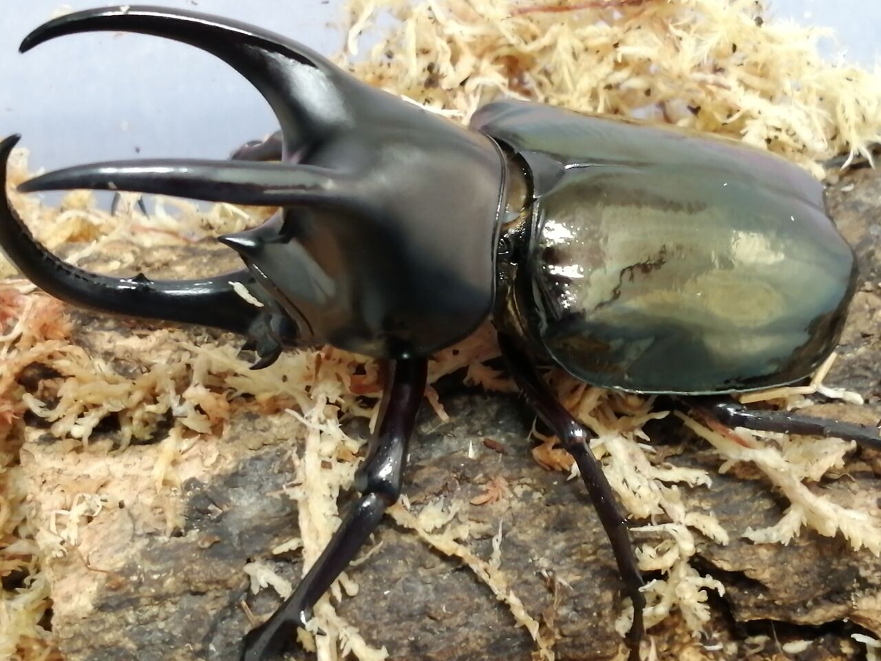 モーレンカンプオオカブト　WF1　３令２♂１♀ モーレンカンプオオカブト飼育記録｜かぶぶくわわ