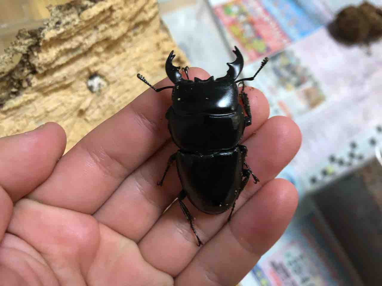 アルキデスヒラタEX : sagyouin2のblog