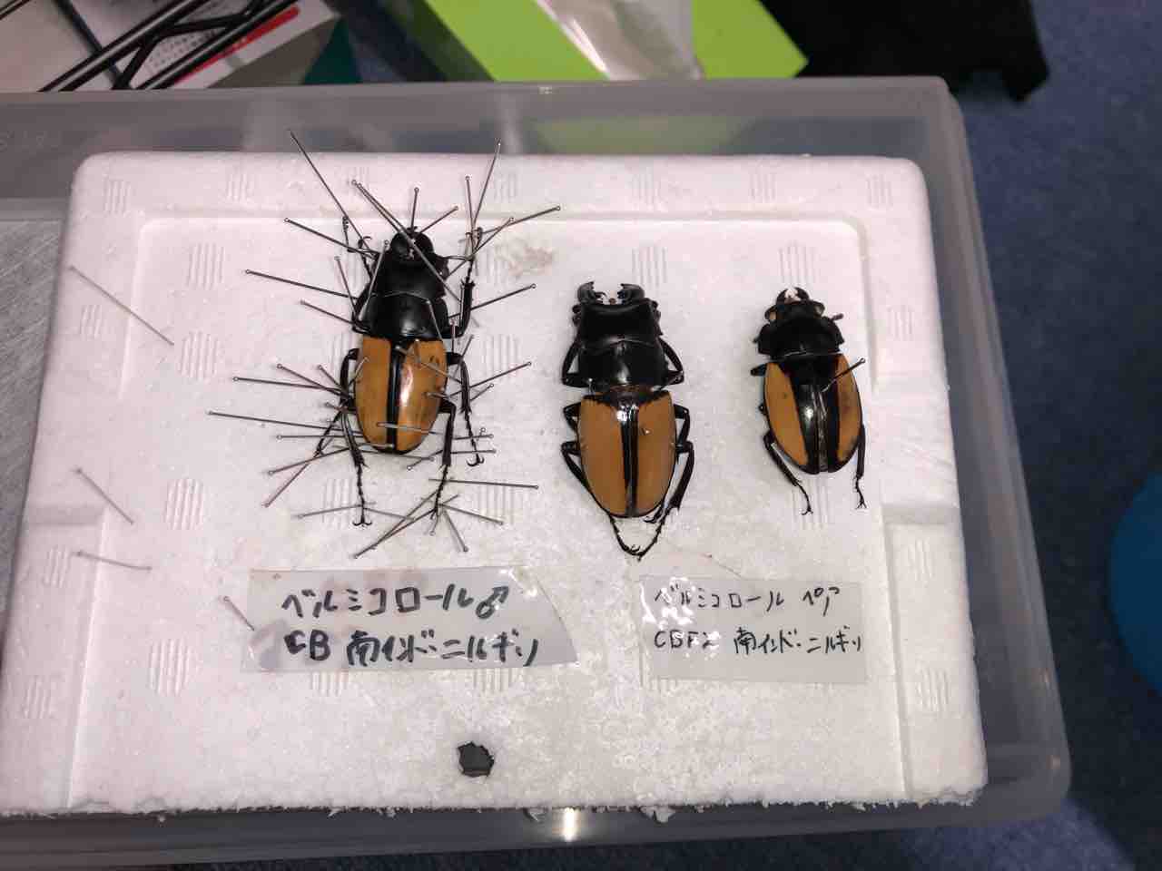 ベルシコロールツヤクワガタマット交換 : sagyouin2のblog