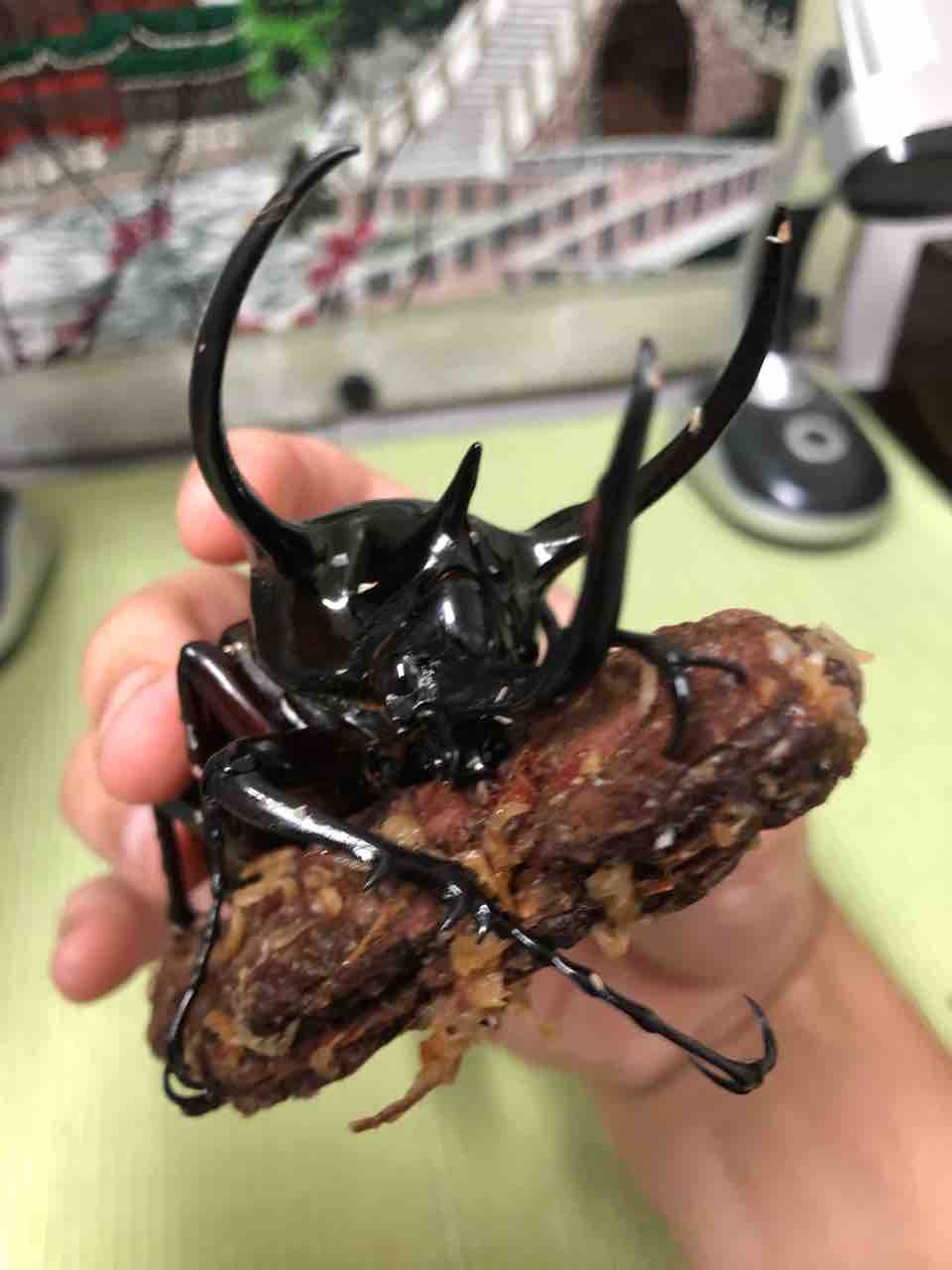 西ジャワコーカサス！！！ : sagyouin2のblog