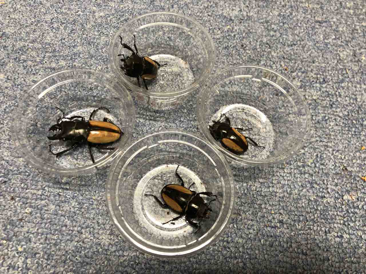 ベルシコロールツヤクワガタたくさん : sagyouin2のblog