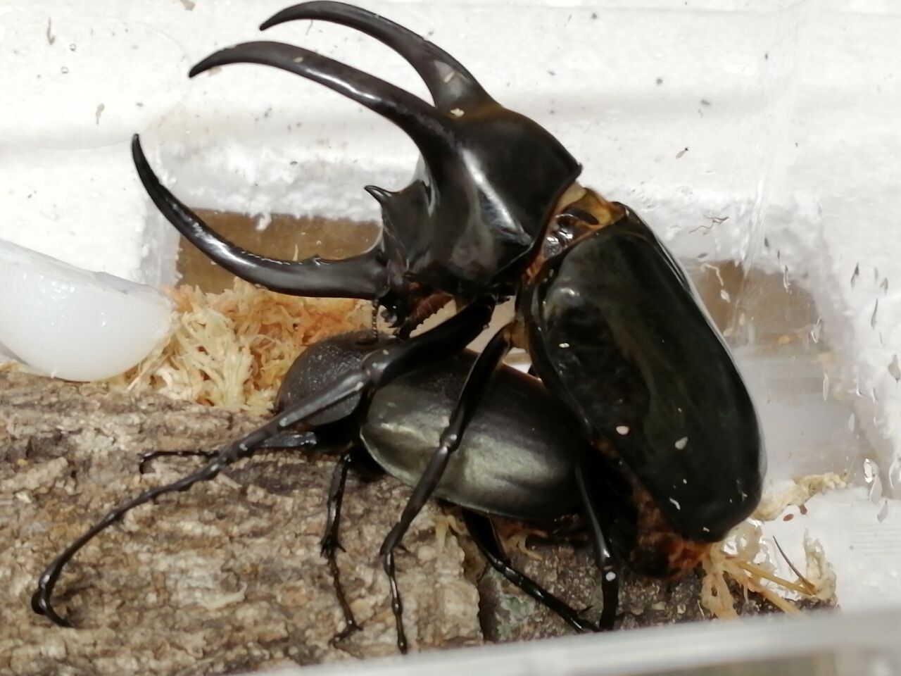 モーレンカンプオオカブト　WF1　３令２♂１♀ モーレンカンプオオカブト飼育記録｜かぶぶくわわ