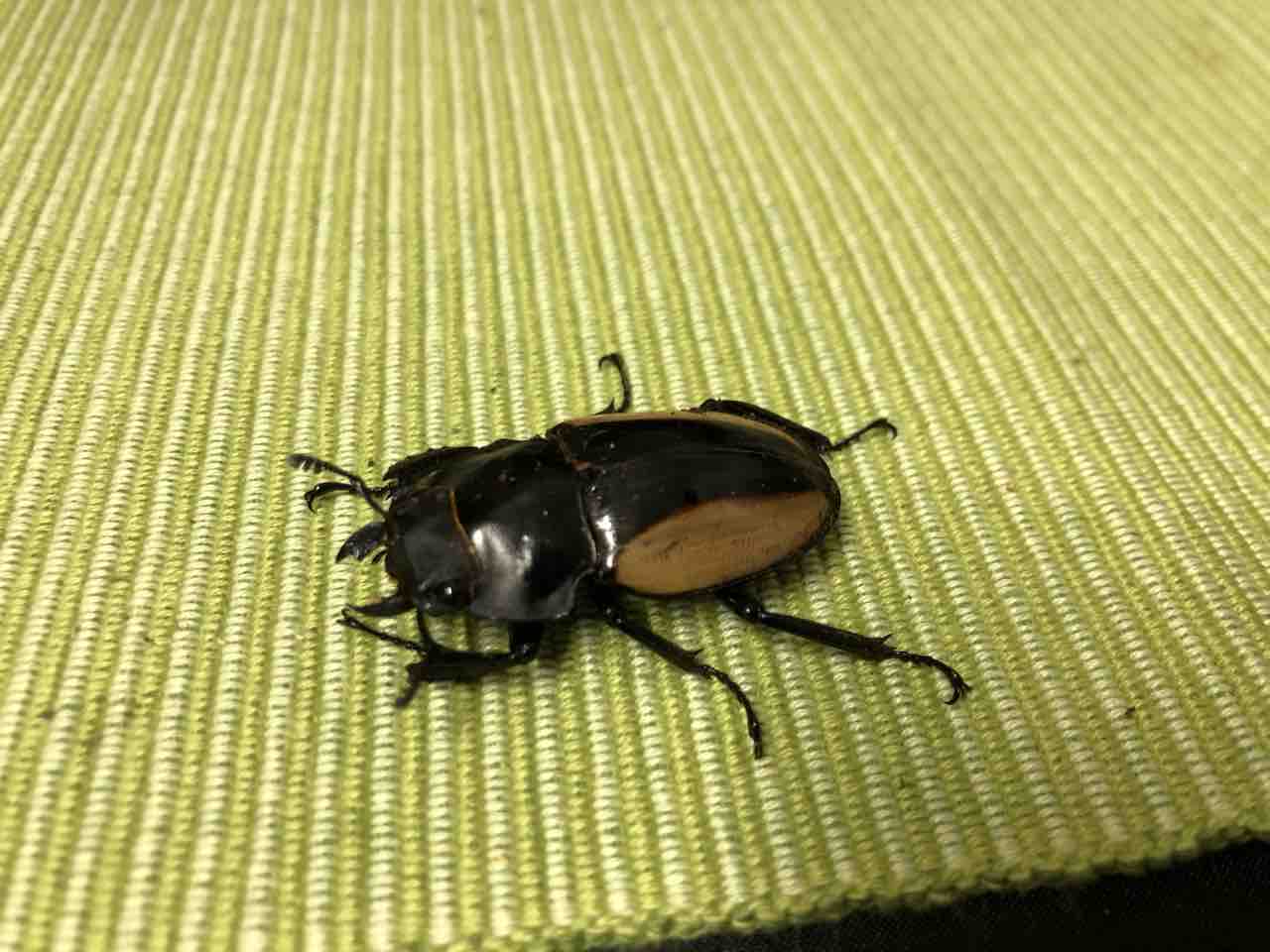 標本  ベルシコロールツヤクワガタ Nicagus on X: 
