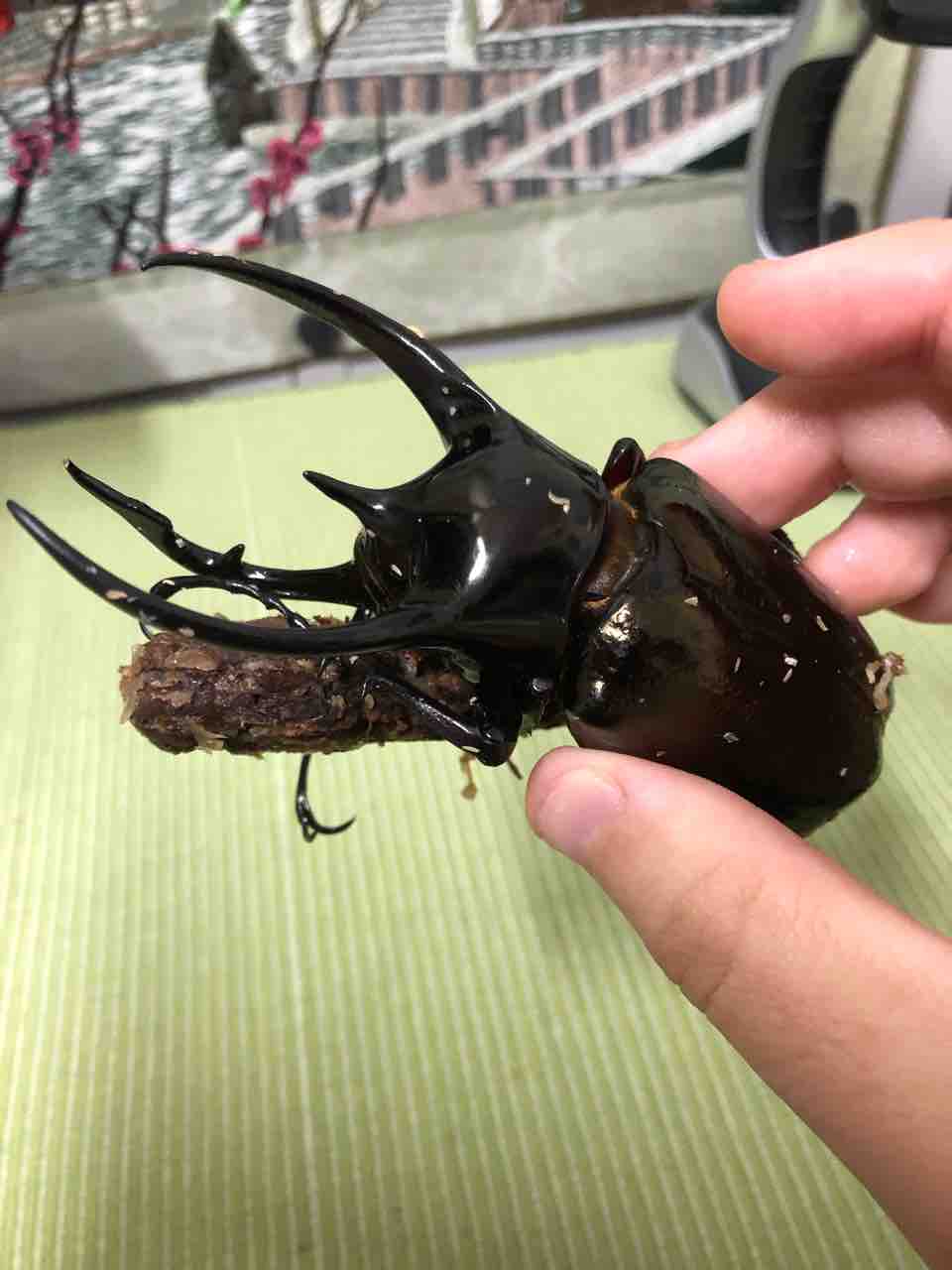 111mm】コーカサスオオカブト Chalcosoma カブトムシ標本 【公式通販】