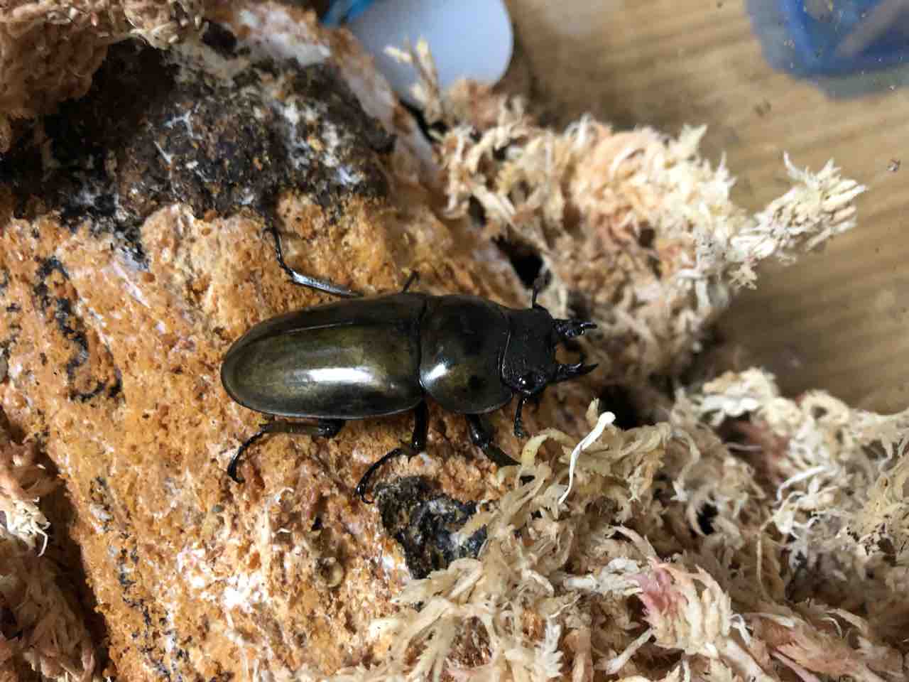 タイ産 オウゴンオニクワガタ ♂67mm成虫ペア – 昆虫ショップNexus 