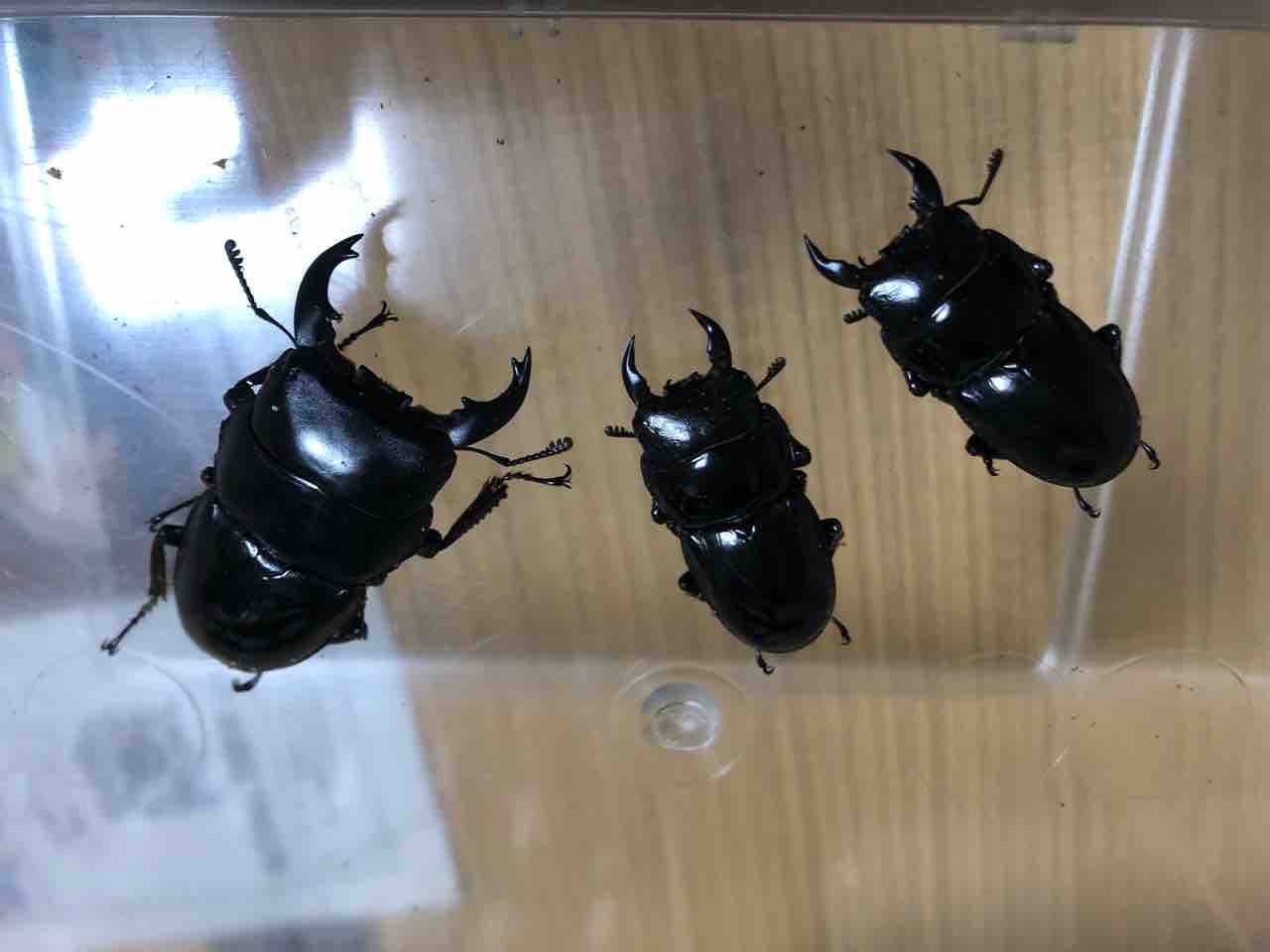 アルキデスヒラタEX : sagyouin2のblog