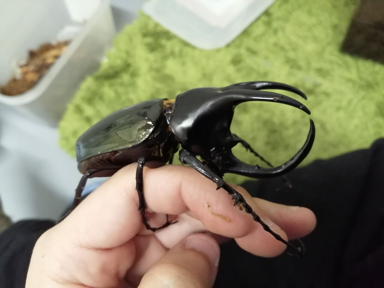 モーレンカンプオオカブト　WF1　３令２♂１♀ モーレンカンプオオカブト飼育記録｜かぶぶくわわ