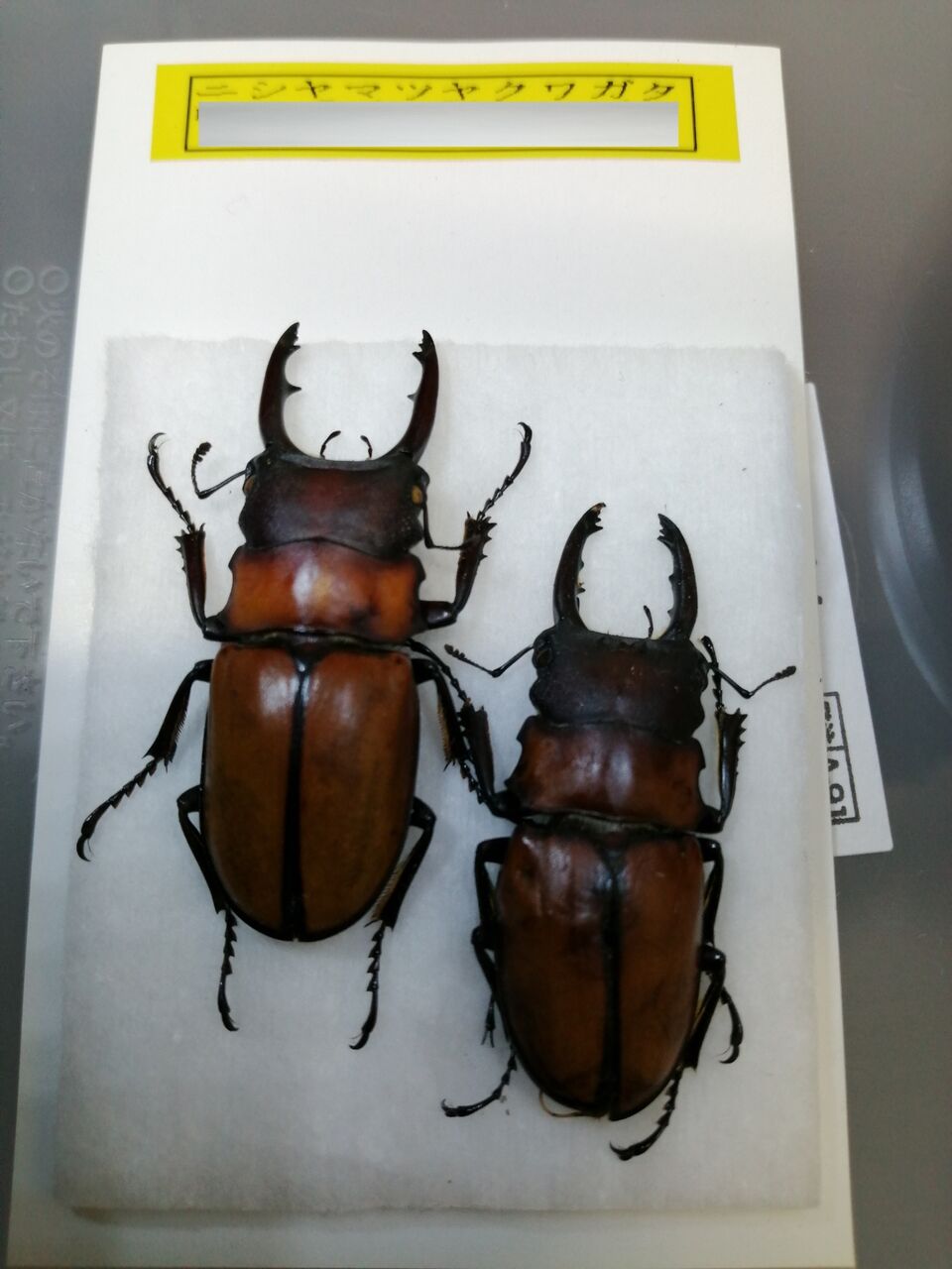 ◇昆虫標本 海外 クワガタムシ ツヤクワガタ Odontolabis タイ