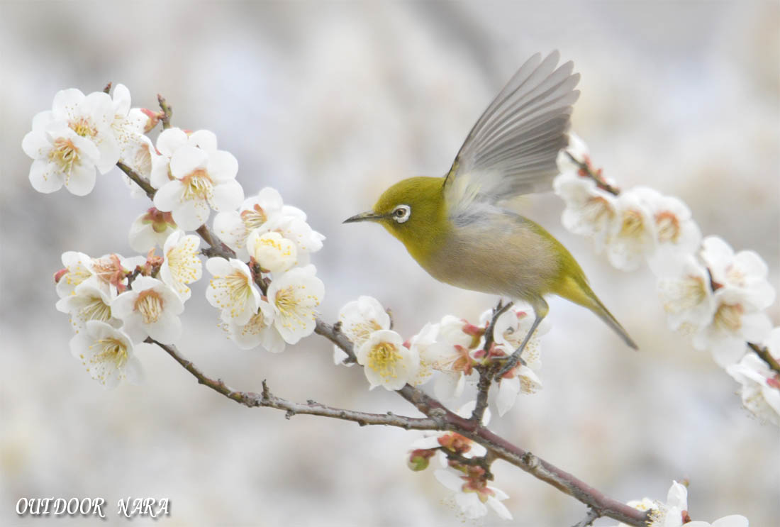 梅とメジロ 佐保川のカワセミ