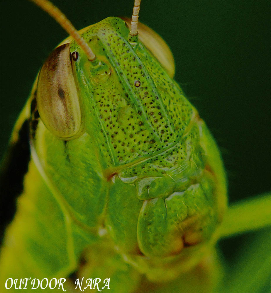 イナゴの顔 佐保川のカワセミ