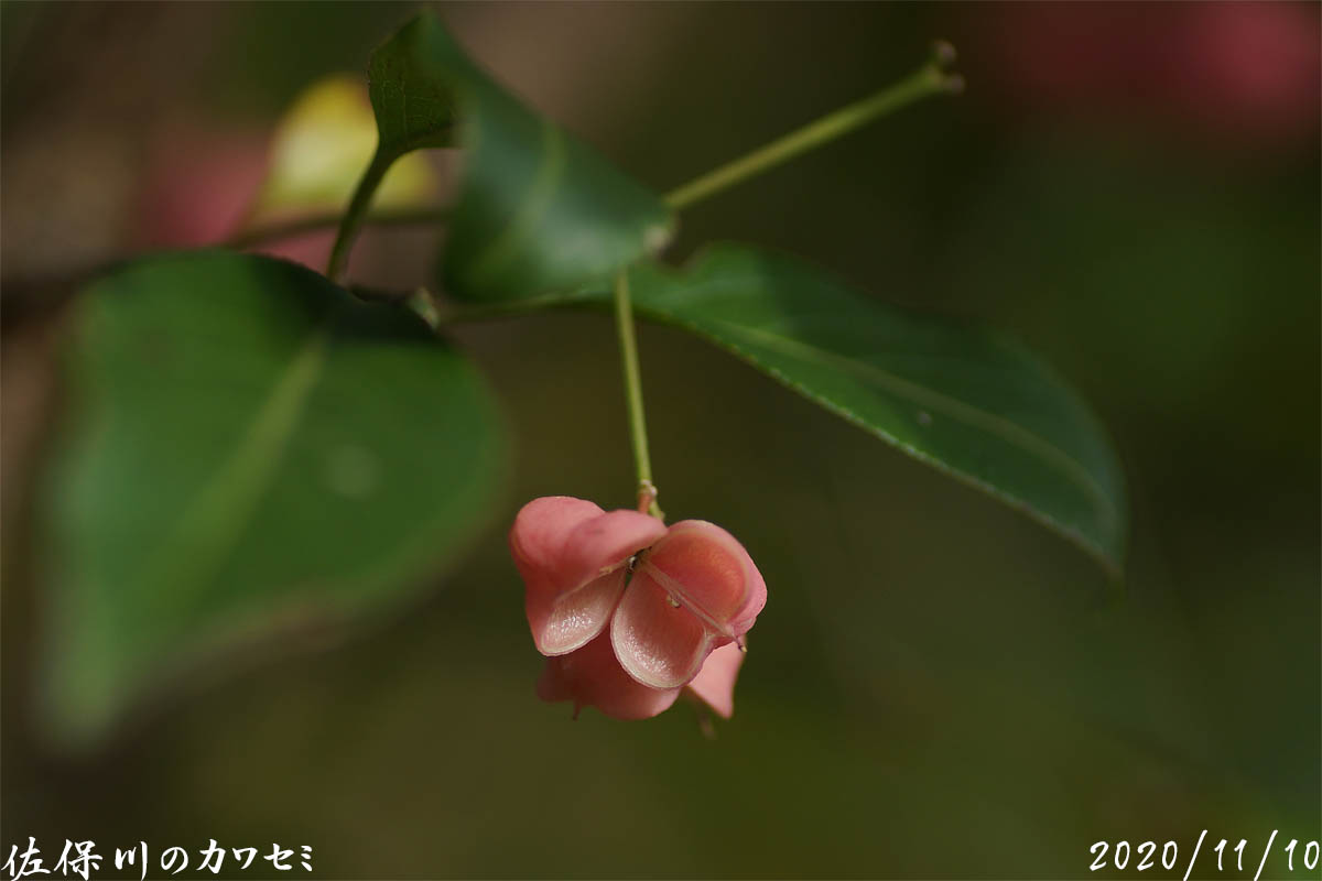 ピンクの花の名前 佐保川のカワセミ ピンクの花の名前 佐保川のカワセミ