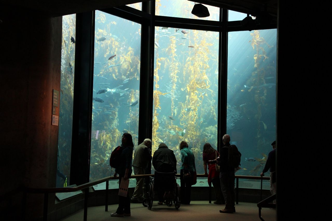 ジャイアントケルプの海 カルトナージュとアンティークと黒柴な日々