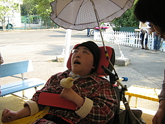 手のりひよこ