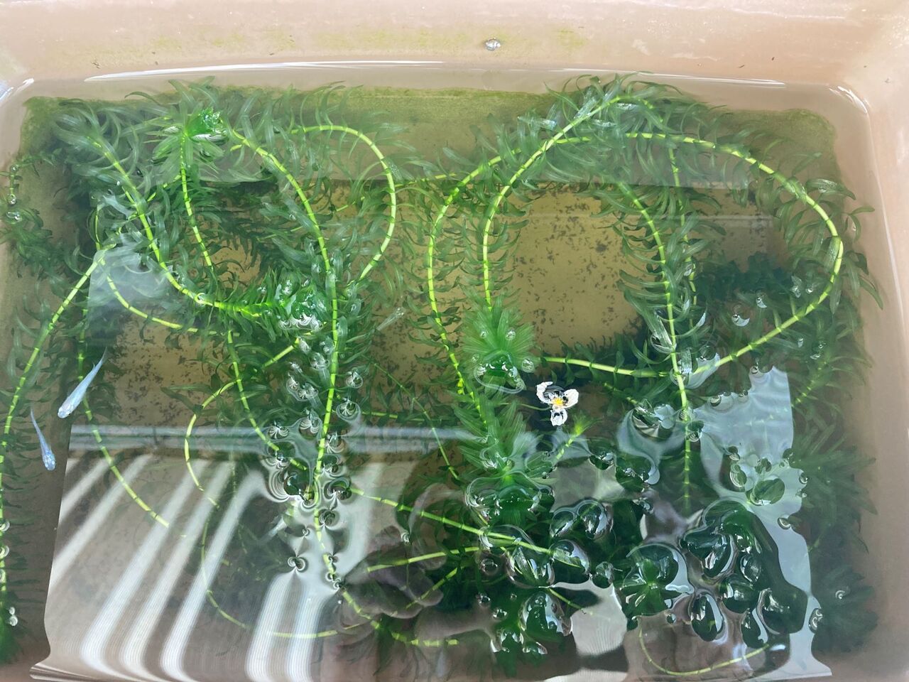 アナカリス金魚藻に花が咲いていました クラシックチェッカーの緑ヶ丘ベース
