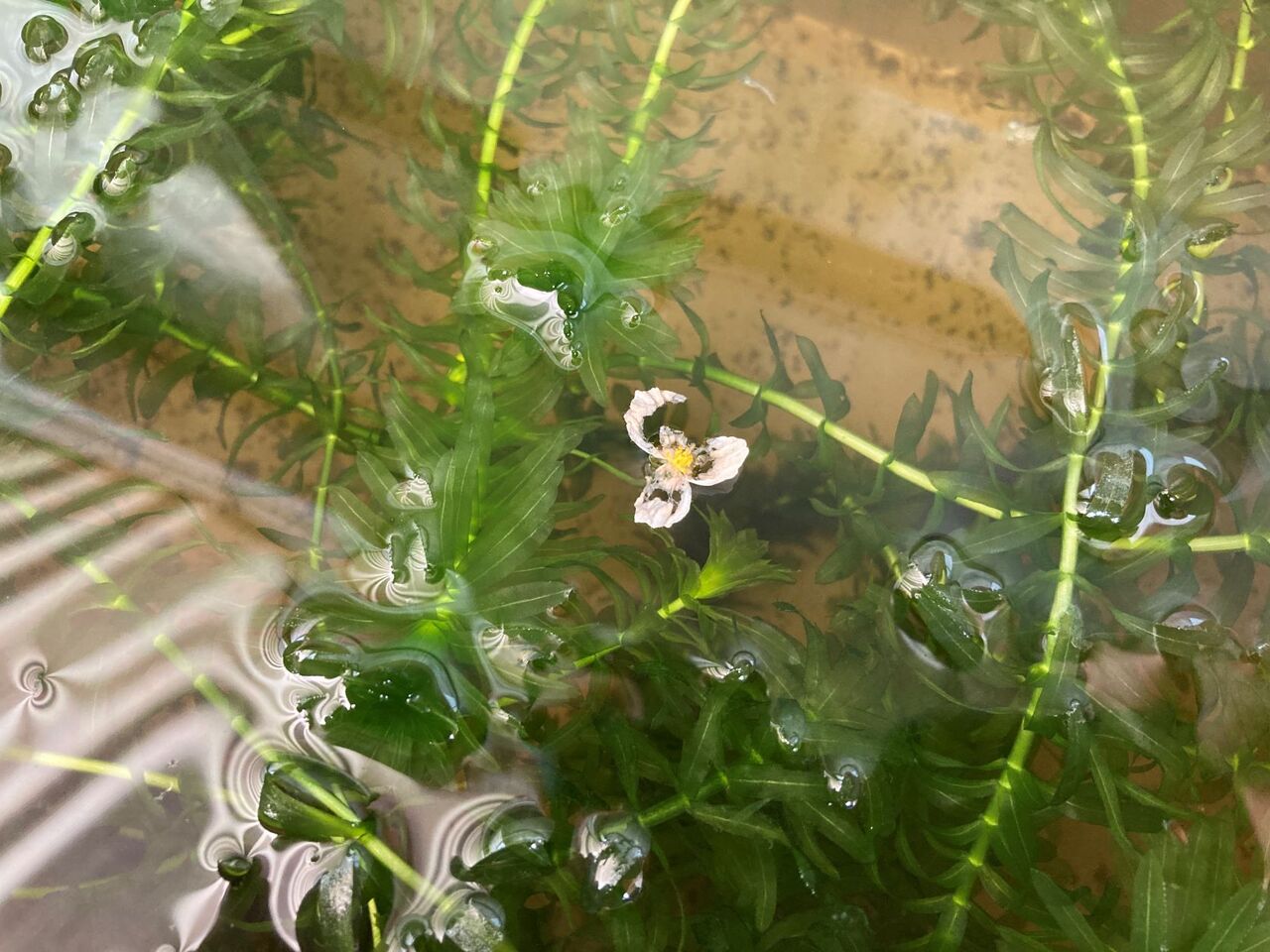 アナカリス金魚藻に花が咲いていました クラシックチェッカーの緑ヶ丘ベース