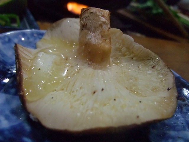 62d00073.jpg