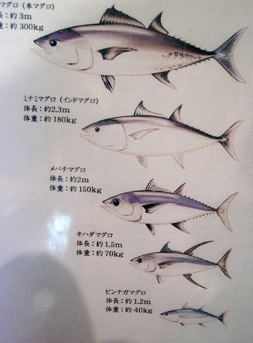まぐろの鉄人