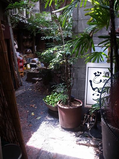 高知どんこ