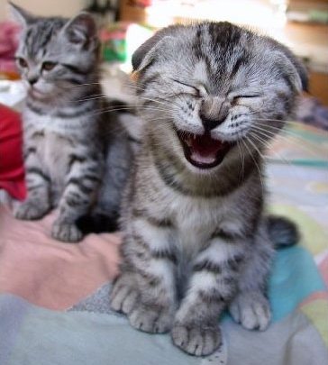 笑い猫 英会話スクール 面白楽しくをモットーにw 笑い猫 英会話スクール 面白楽しくをモットーにw