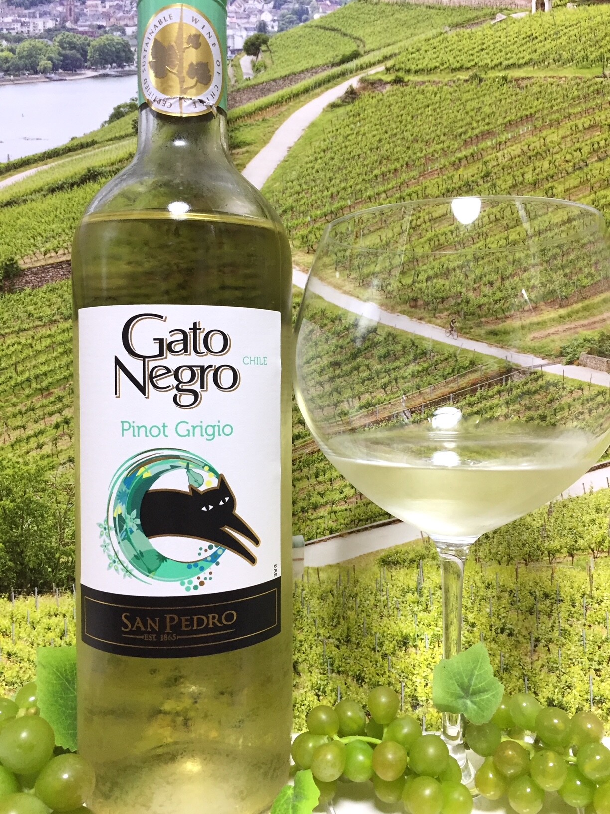 San Pedro Gato Negro Pinot Grigio 2023 : Red Red Wine：「偉い