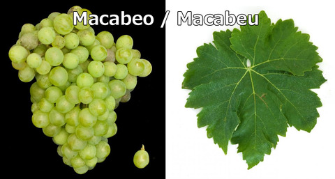 Macabeu