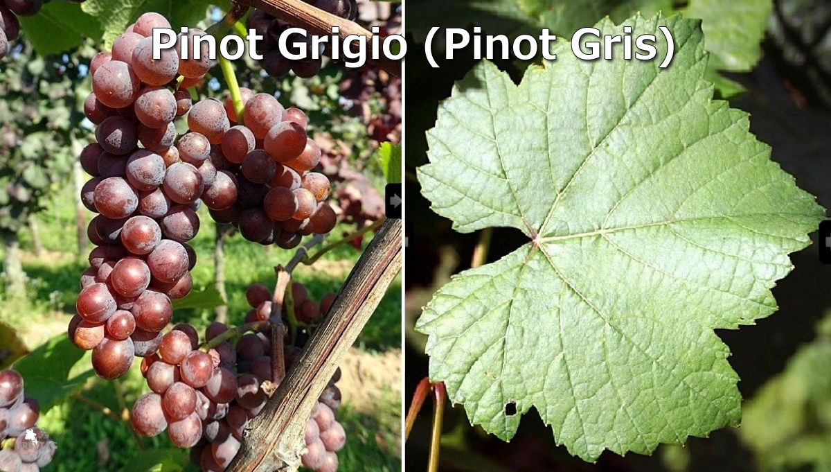 San Pedro Gato Negro Pinot Grigio 2023 : Red Red Wine：「偉い