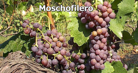 Moschofilero