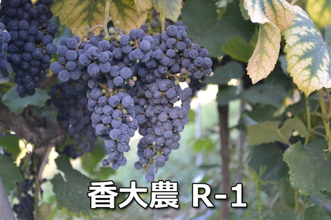 kagawa01