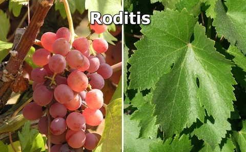 Roditis