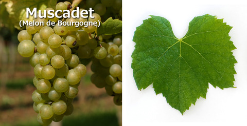 MuscadetMelonBourgogne