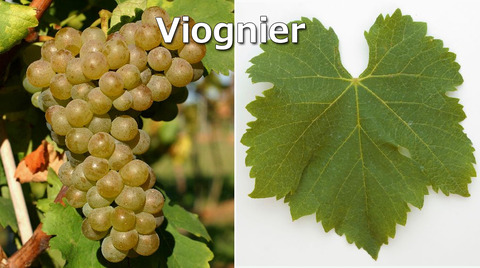 Viognier