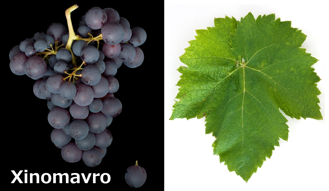 Cavino Naoussa 2015 Xinomavro : Red Red Wine：「偉いワイン」探しの備忘録