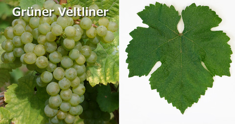 GrunerVeltliner