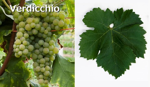 Verdicchio01